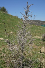 Echium italicum biebersteinii