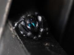Phidippus audax