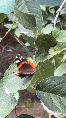 Red Admiral