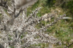 Echium italicum biebersteinii