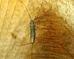 Ctenolepisma lineatum