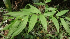 Disporum kawakamii