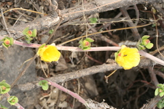 Pereskiopsis diguetii