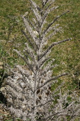 Echium italicum biebersteinii