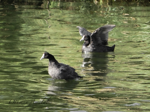 iNaturalist: (c) Othman Amalal, some rights reserved (CC BY-NC), uploaded by Othman Amalal iNaturalist image