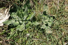 Echium italicum biebersteinii