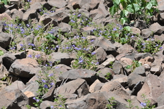 Scutellaria angustifolia