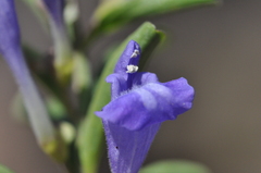 Scutellaria angustifolia