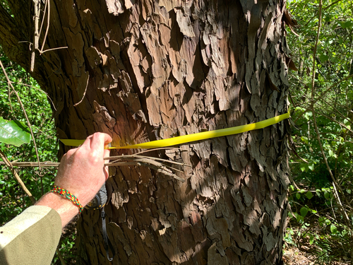 real yellowwood