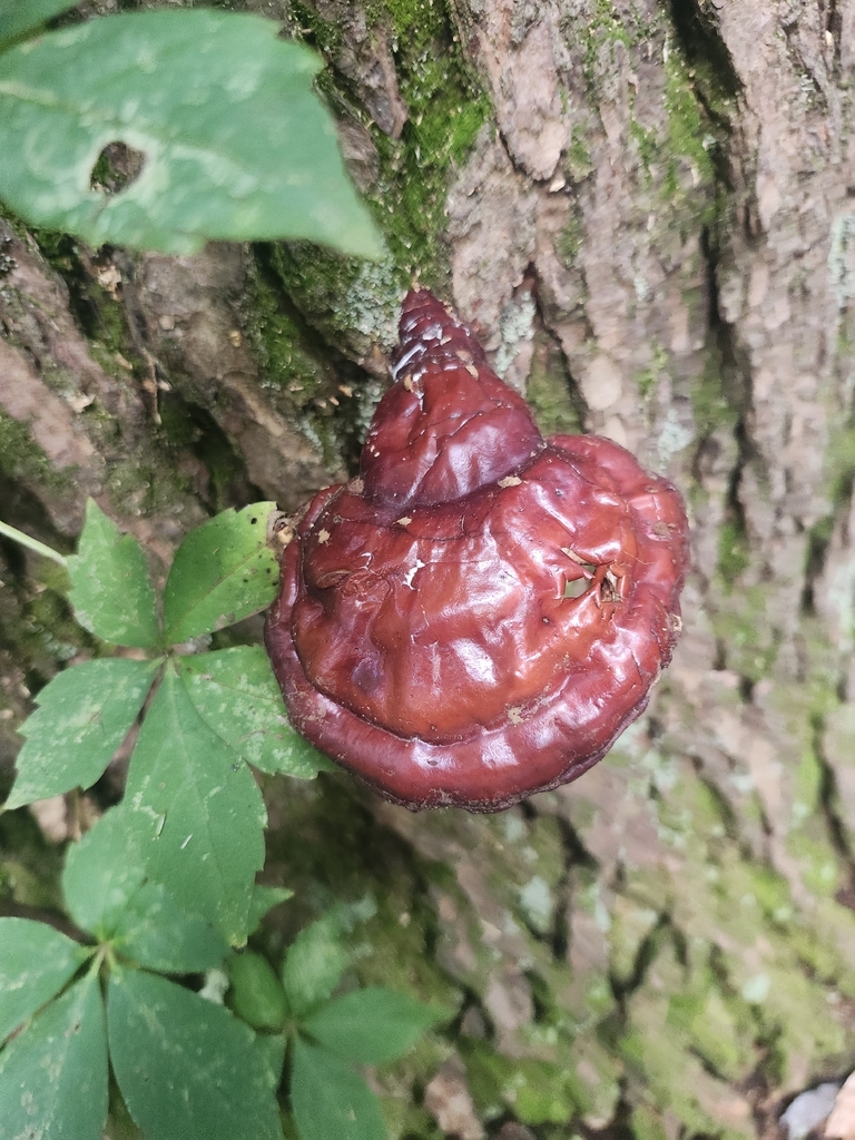 hemlock varnish shelf · July 2026 · photo: Photo: no rights reserved · iNaturalist