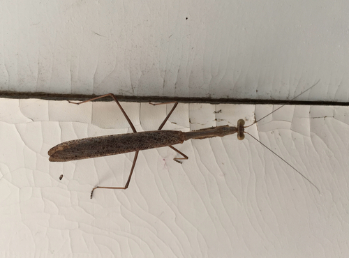 California Mantis