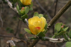 Pereskiopsis diguetii