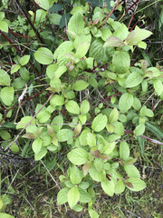 Cornus sericea sericea
