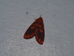 Matsumursine horishanella