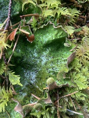 Peltigera britannica
