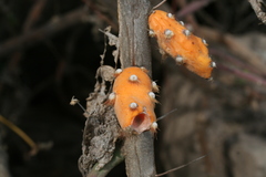 Pereskiopsis diguetii