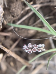 Lomatium linearifolium