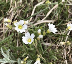 Cerastium strictum