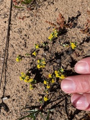 Eriophyllum multicaule