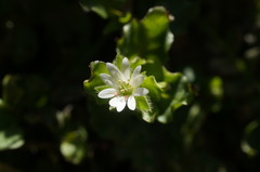 Stellaria neglecta