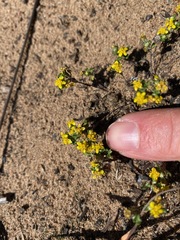 Eriophyllum multicaule