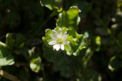 Stellaria neglecta
