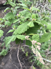 Holodiscus discolor discolor