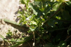 Stellaria neglecta