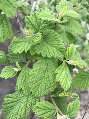 Holodiscus discolor discolor