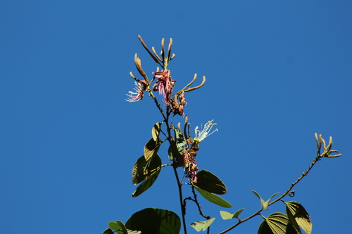 Bauhinia rufa observed 2026-07-18