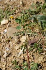 Medicago rigidula