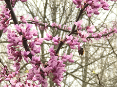 Anthophora villosula