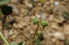 Medicago rigidula
