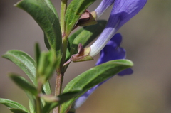 Scutellaria angustifolia