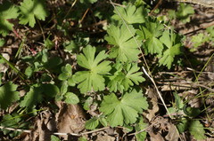 Geranium asphodeloides