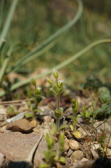 Cerastium brachypetalum