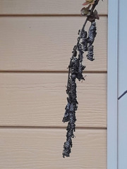 Ropalidia revolutionalis