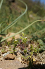 Cerastium brachypetalum
