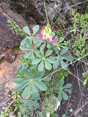 Lupinus stiversii