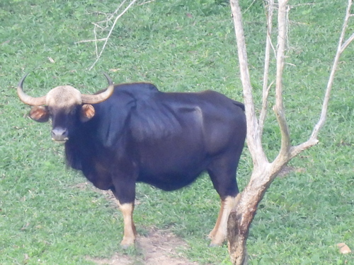 Gaur