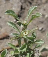 Hesperevax sparsiflora