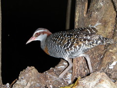 Gallirallus philippensis andrewsi
