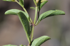 Scutellaria angustifolia