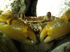Geograpsus crinipes
