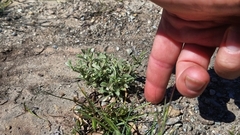 Hesperevax sparsiflora