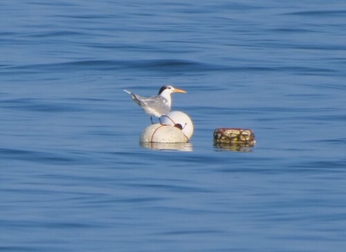 iNaturalist image