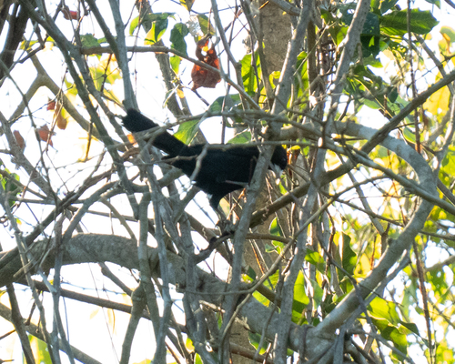 Solitary Cacique (Cacicus solitarius), photo 5