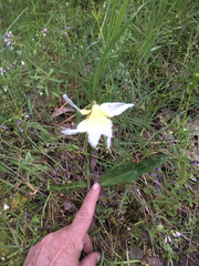 Erythronium multiscapideum