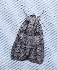 Acronicta modica