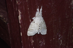 Calliteara lunulata